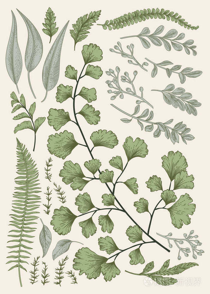 插画 叶套.复古花卉背景.矢量设计元素.孤立.植物学插图.eps