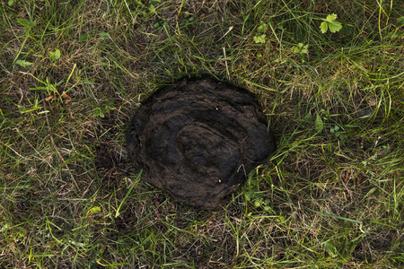 肮脏和臭的牛屎在草地上.牛粪照片