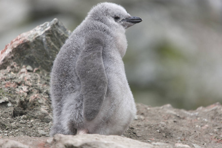 南奥克尼群岛麦哲伦企鹅小鸡特写在阴天