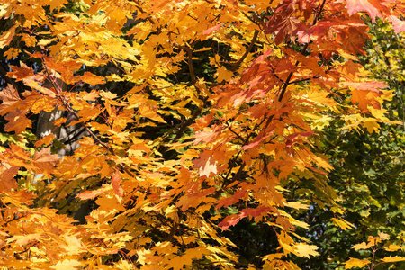 公园里的树上有五颜六色的秋叶。秋天背景
