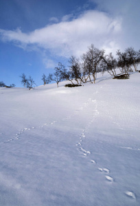 在雪中的脚印