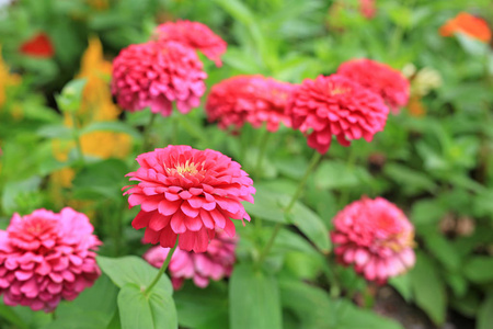 特写粉红色百日草花在花园里