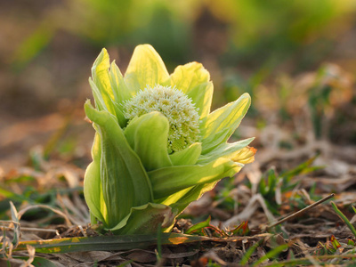 日本款冬花葶在春天照片