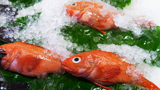 新鲜的鱼放在市场上的白冰