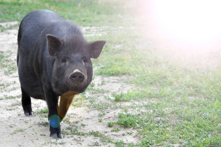 可爱的黑猪在大自然中行走。非洲猪热