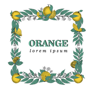 矢量手绘制方形框架的叶子和橘黄色的果实。老式的插图。Logo 模板