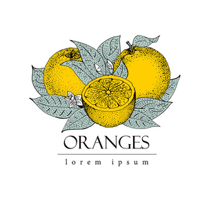 水果logo图片-水果logo素材-水果logo插画-摄图新视界