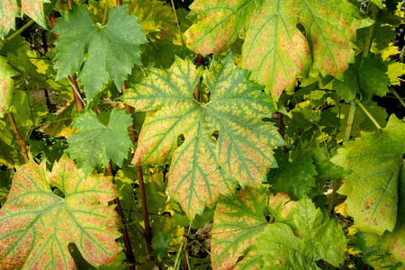 葡萄的叶子和葡萄藤的病害, 与腐烂和寄生虫的失败密切相关。葡萄工业植物保护的概念