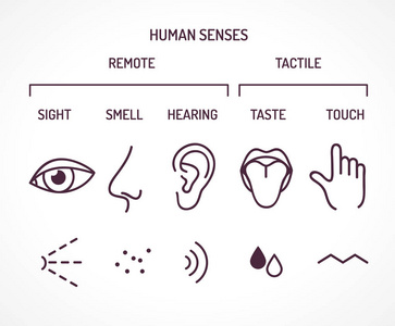 人类五种感觉器官图片