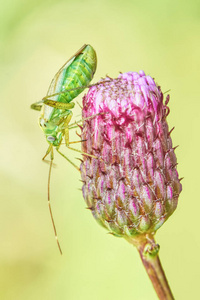 花上的甲虫正在解冻