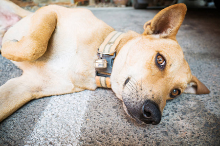 肖像混合棕色的狗睡在地上，泰国的狗