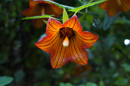canarina canariensis 橙色铃铛花.影子的宽容植物.风铃草照片