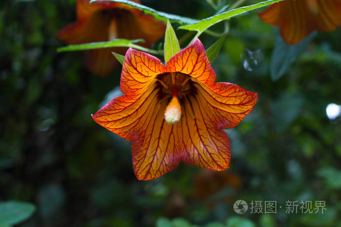 Canarina Canariensis 橙色铃铛花 影子的宽容植物 风铃草照片 正版商用图片0tyi1x 摄图新视界