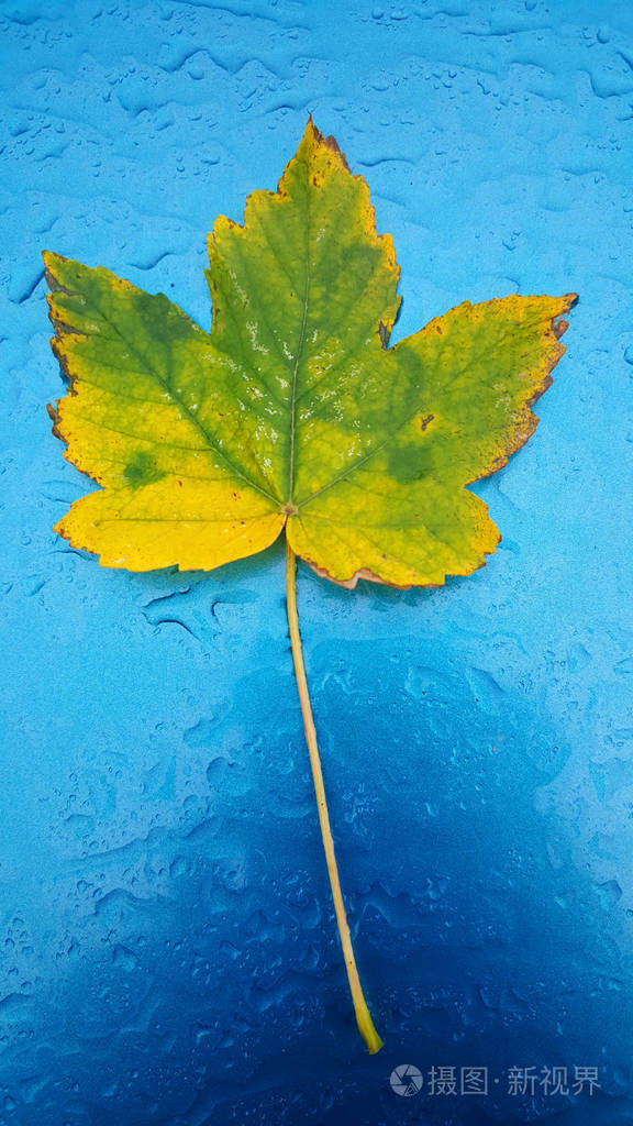 秋叶在汽车屋顶与雨滴