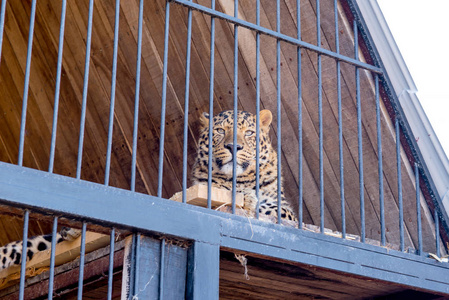 动物园侵略在铁窗动物园里圈养的豹.电源和关在笼子里的侵略照片