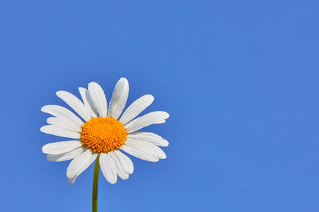 白色蓝色雏菊花蓝色背景上的雏菊花.白色和蓝色的夏天背景照片
