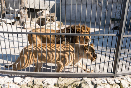 一对在铁窗动物园里圈养的狮子。电源和关在笼子里的侵略