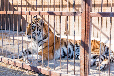 在铁窗动物园圈养老虎。电源和关在笼子里的侵略