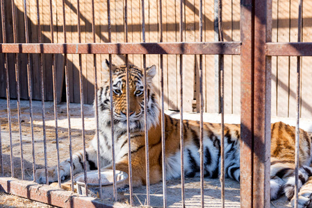 动物园侵略在铁窗动物园圈养老虎.电源和关在笼子里的侵略照片
