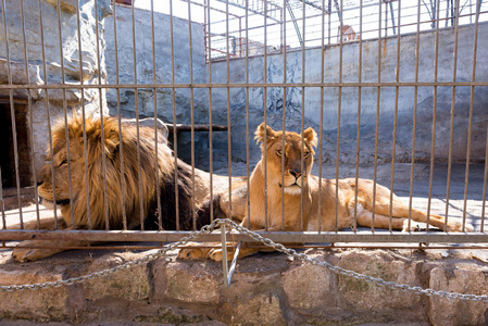 动物园侵略图片