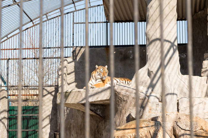 在铁窗动物园圈养老虎.电源和关在笼子里的侵略
