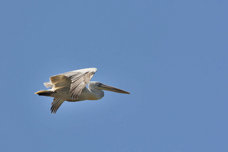 达尔马提亚鹈鹕 Pelecanus 草, 希腊