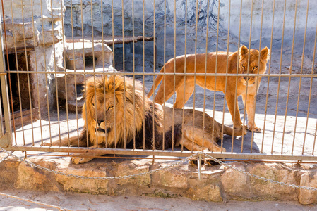 动物园侵略一对在铁窗动物园里圈养的狮子.