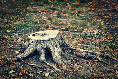 砍伐木材的遗骸.树桩与强大的根特写.概念: 森林保护照片