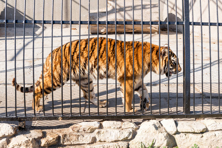 在铁窗动物园圈养老虎。电源和关在笼子里的侵略