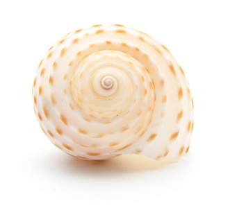 海贝壳上白色隔离