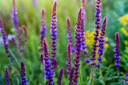 divinorum 草或丹参的鲜紫色花朵