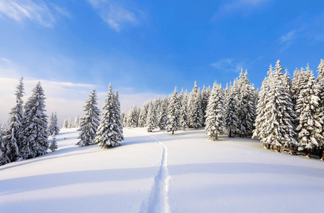 在高山和山峰之间寒冷美丽的日子里, 有神奇的树木, 上面覆盖着白色蓬松的雪, 与神奇的冬季景观。宽阔的小径通向雄伟的冬季森林