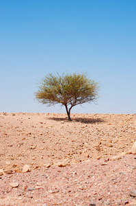 在沙漠中的土壤上种植的孤树视图