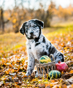 拉布拉多小狗与不同颜色的眼睛在秋天背景