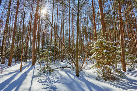 雪中的树。冬天的森林。圣诞节背景。阳光