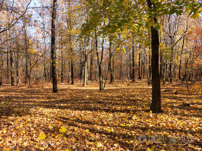 五颜六色的混合落叶林.秋天的森林在晨光中.美丽的自然背景.
