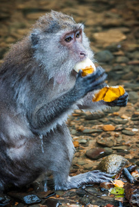 猴子吃水果在雨克山森林保护区