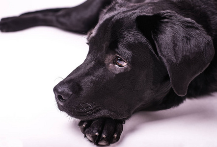 拉布拉多猎犬的小狗，狗，白色背景