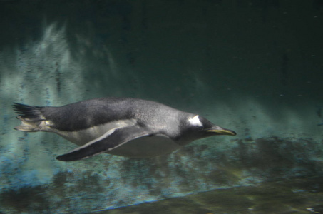 巴布亚企鹅在动物园