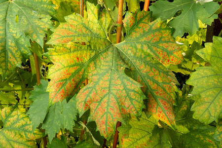 葡萄的叶子和葡萄藤的病害, 与腐烂和寄生虫的失败密切相关。葡萄工业植物保护的概念