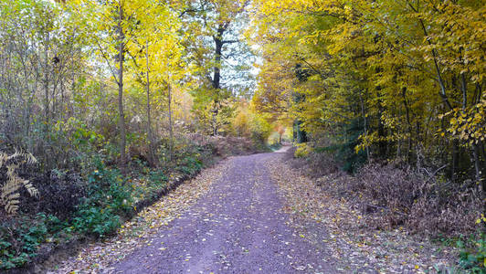 通往森林的道路。秋天。黄色美丽的树木。明亮的颜色