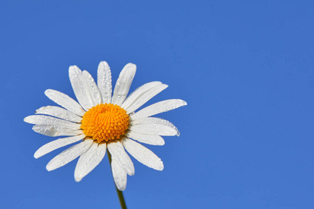 蓝色背景上的雏菊花.白色和蓝色的夏天背景照片