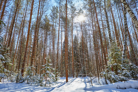 雪中的树。冬天的森林。圣诞节背景。阳光