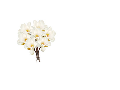 在白色背景查出的美丽的玉兰花