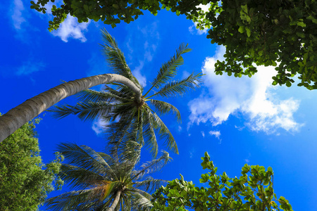 椰子树与蓝天为自然背景