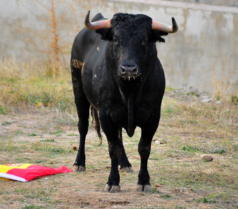 西班牙黑牛