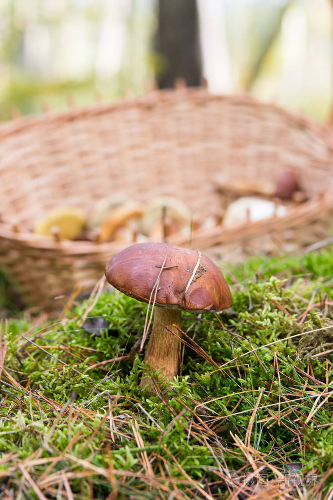 牛在满满一篮子蘑菇