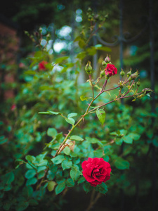 花园里盛开的红玫瑰丛