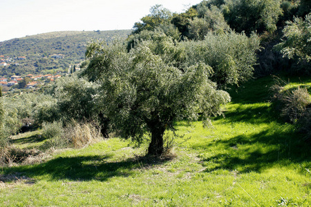 希腊西南 Peloponnese 卡拉马塔的橄榄树丛