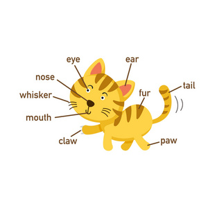 例证猫的词汇部分的身体. 向量